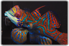 Green Mandarin Dragonet - Male
